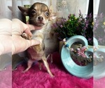 Image preview for Ad Listing. Nickname: Coco