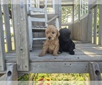 Small Goldendoodle