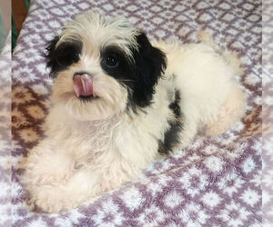 Havanese Puppy for sale in POMONA PARK, FL, USA