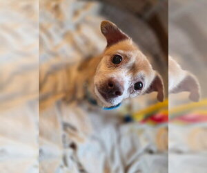 Chihuahua-Unknown Mix Dogs for adoption in New London, WI, USA