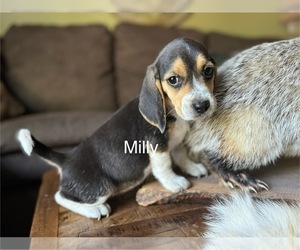 Beagle Puppy for sale in FORDLAND, MO, USA