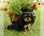 Small #3 Cavalier King Charles Spaniel