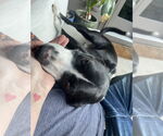 Small #4 Border Collie Mix