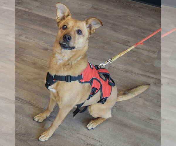 Medium Photo #5 Basenji-Carolina Dog Mix Puppy For Sale in Huntley, IL, USA