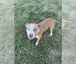 Small #2 American Pit Bull Terrier