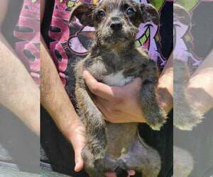 Chihuahua-Unknown Mix Dogs for adoption in Sheboygan, WI, USA