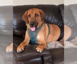 Small Photo #1 Labloodhound Puppy For Sale in New York, NY, USA