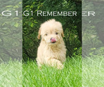 Puppy Remember Goldendoodle (Miniature)