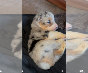 Miniature Australian Shepherd Puppy for sale in BENNETT, CO, USA