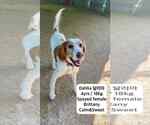Small Photo #3 Brittany Puppy For Sale in Agoura Hills, CA, USA