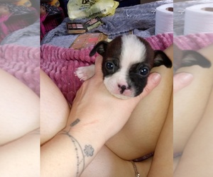 Boston Terrier Puppy for sale in SAINT JAMES, MO, USA