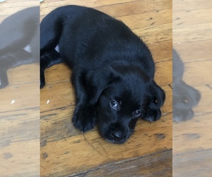 Australian Cattle Dog-Golden Retriever Mix Puppy for sale in PORTLAND, OR, USA