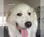 Small Photo #1 Great Pyrenees Puppy For Sale in Garland, TX, USA