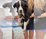 Small #1 Great Pyrenees Mix