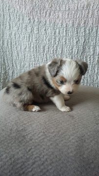Medium Photo #1 Miniature Australian Shepherd Puppy For Sale in GRAND JUNCTION, CO, USA