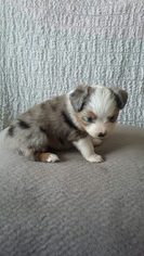 Miniature Australian Shepherd Puppy for sale in GRAND JUNCTION, CO, USA