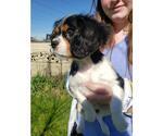 Small Photo #8 Cavalier King Charles Spaniel Puppy For Sale in ALVARADO, TX, USA
