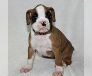 Boxer Puppy for sale in SINKING SPRING, PA, USA