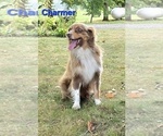 Small Photo #1 Miniature Australian Shepherd Puppy For Sale in FREMONT, MI, USA