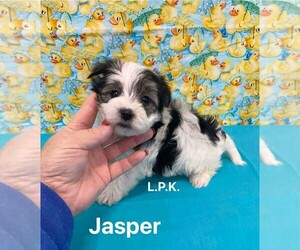 Morkie Puppy for sale in WINNSBORO, LA, USA