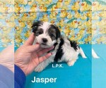 Image preview for Ad Listing. Nickname: Tiny Jasper