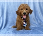 Dash - Male Goldendoodle (Miniature) Puppy for Sale - Photo #9