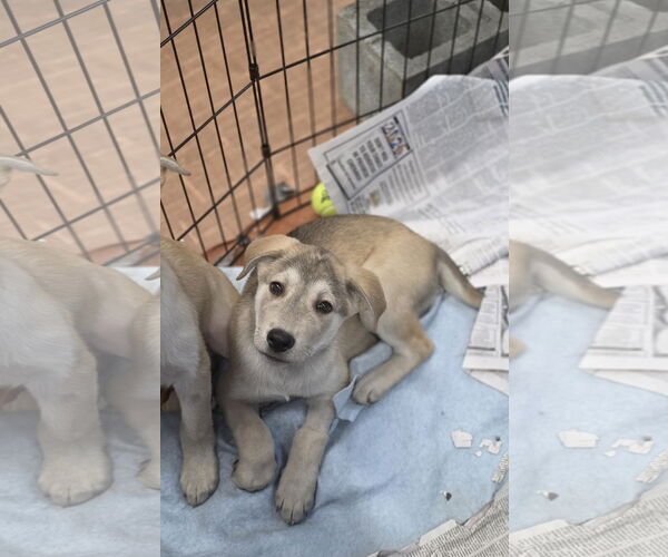 Medium Photo #2 Golden Pyrenees Puppy For Sale in SHERBURNE, NY, USA