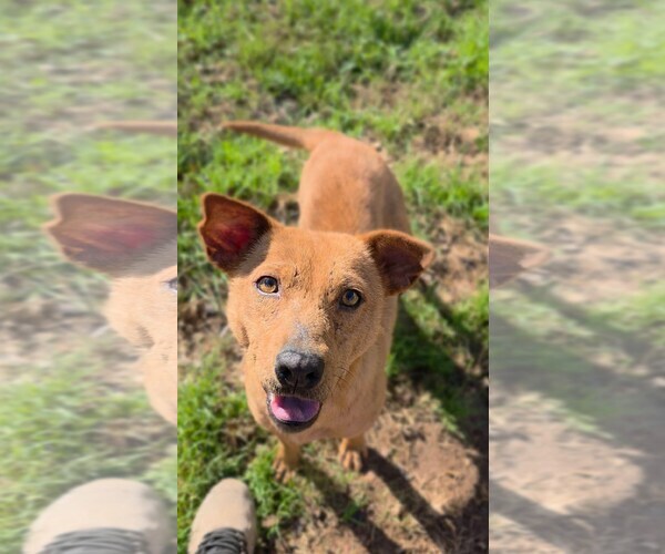 Medium Photo #1 Mutt Puppy For Sale in The Woodlands, TX, USA