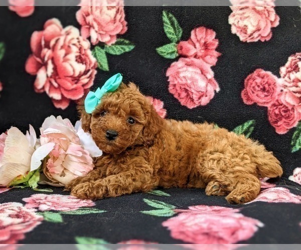 Medium Photo #4 Poodle (Miniature) Puppy For Sale in OXFORD, PA, USA
