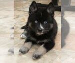 Small Photo #14 Pomsky Puppy For Sale in SEBRING, FL, USA