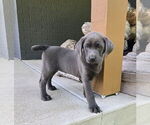Small #4 Labrador Retriever