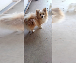 Pomeranian Puppy for sale in CHINO HILLS, CA, USA