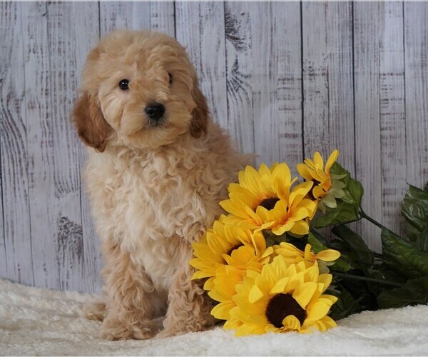 Medium Photo #2 Goldendoodle-Poodle (Miniature) Mix Puppy For Sale in FREDERICKSBG, OH, USA