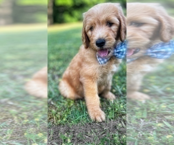 Medium Photo #7 Goldendoodle Puppy For Sale in CHESNEE, SC, USA