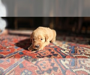 Golden Retriever Puppy for sale in HAMMONTON, NJ, USA