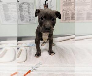 Mutt Dogs for adoption in Santa Cruz, CA, USA