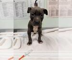 TIMBER* - Male Mutt Dog for Adoption - Small photo