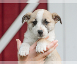 Pembroke Welsh Corgi Puppy for Sale in LIBERTY, Kentucky USA