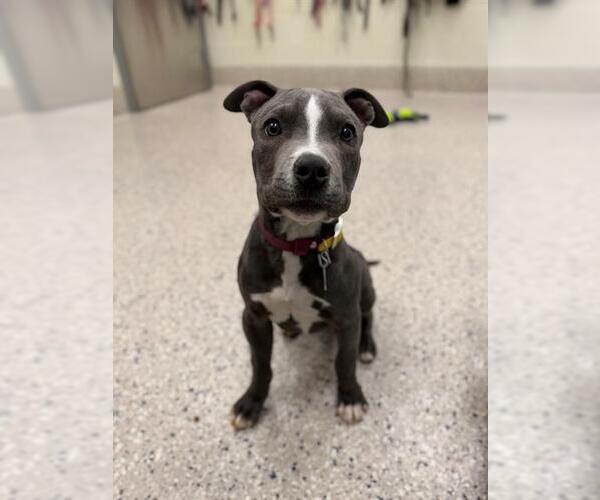 Medium Photo #1 American Pit Bull Terrier Puppy For Sale in Brighton, CO, USA