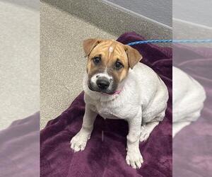 Chinese Shar-Pei-Unknown Mix Dogs for adoption in Las Vegas, NV, USA