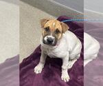 *JASMINE - Female Chinese Shar-Pei-Unknown Mix Dog for Adoption - Small photo