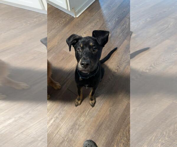 Medium Photo #2 Mutt Puppy For Sale in Coldwater, MI, USA