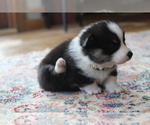 Small #16 Pembroke Welsh Corgi