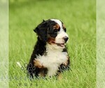 Small #4 Bernedoodle (Miniature)