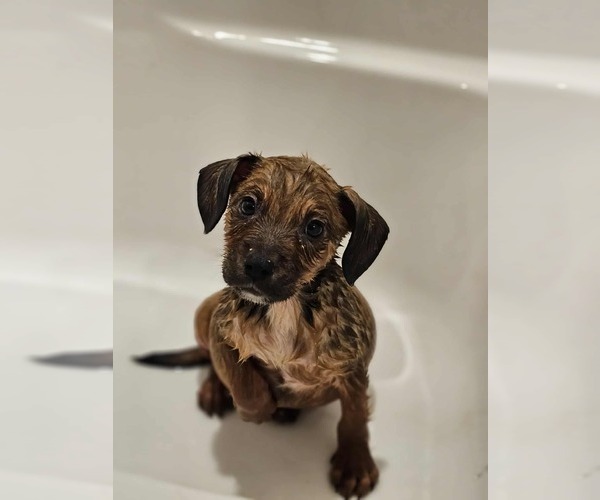 Medium Photo #3 Black Mouth Cur-Boxer Mix Puppy For Sale in Sheboygan, WI, USA