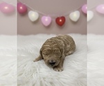 Small Goldendoodle