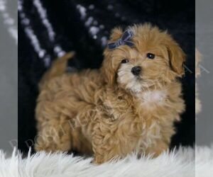 Maltipoo Puppy for sale in WARSAW, IN, USA