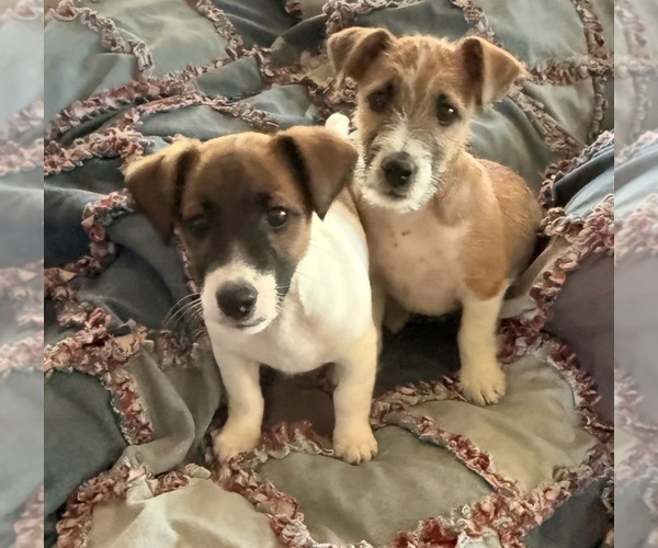 Medium Photo #1 Jack Russell Terrier Puppy For Sale in FREEMAN, MO, USA