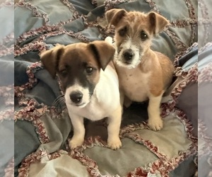 Jack Russell Terrier Litter for sale in FREEMAN, MO, USA
