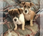 Small Jack Russell Terrier